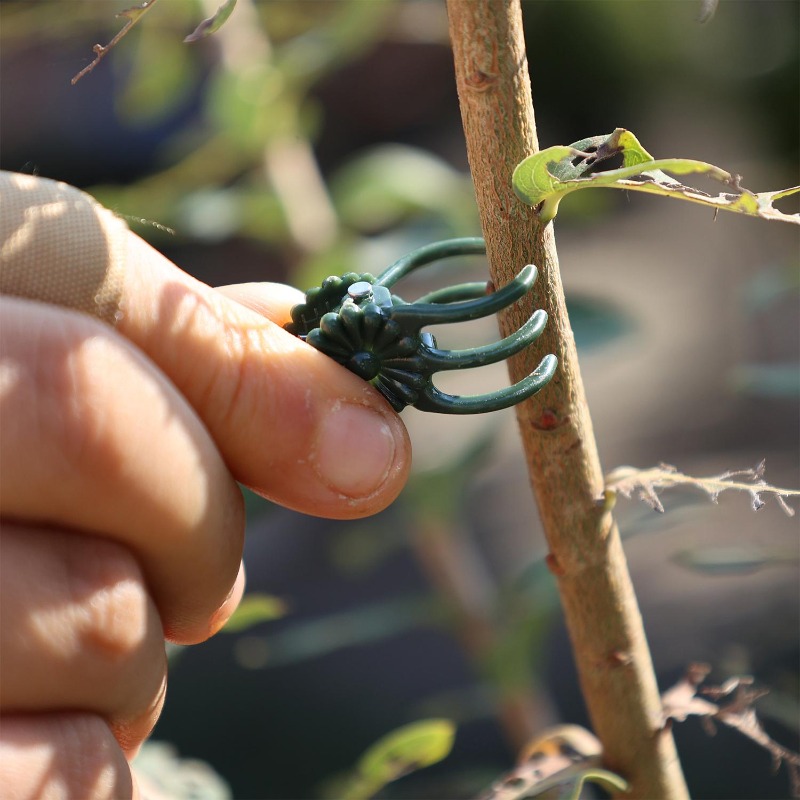Wholesale Mini Plant Support C - đánh giá và giá Florist Supp