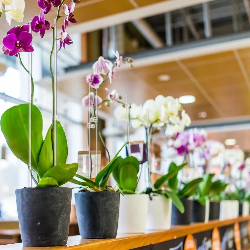 Acrylic Plant Support Stakes C - đánh giá và giá Florist Supp